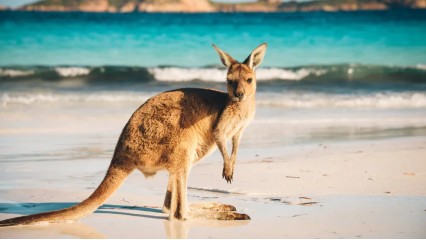 MARAVILLAS DE AUSTRALIA Y NUEVA ZELANDA