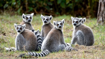 Madagascar: Sur Espectacular